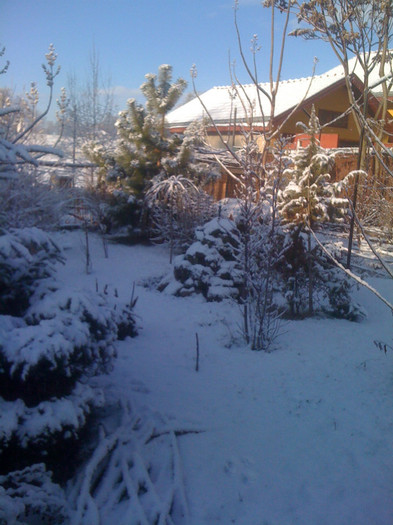 IMG_0313 - 0 Gradina la prima ninsoare adevarata 14 01 2012