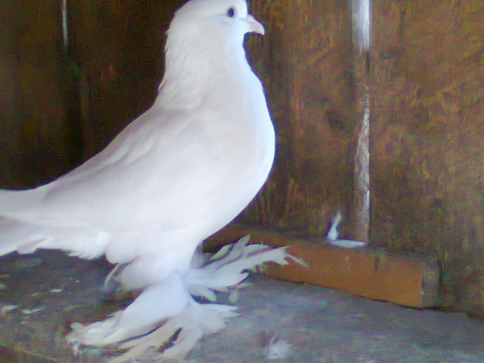 femela1 - porumbei incaltati 2011