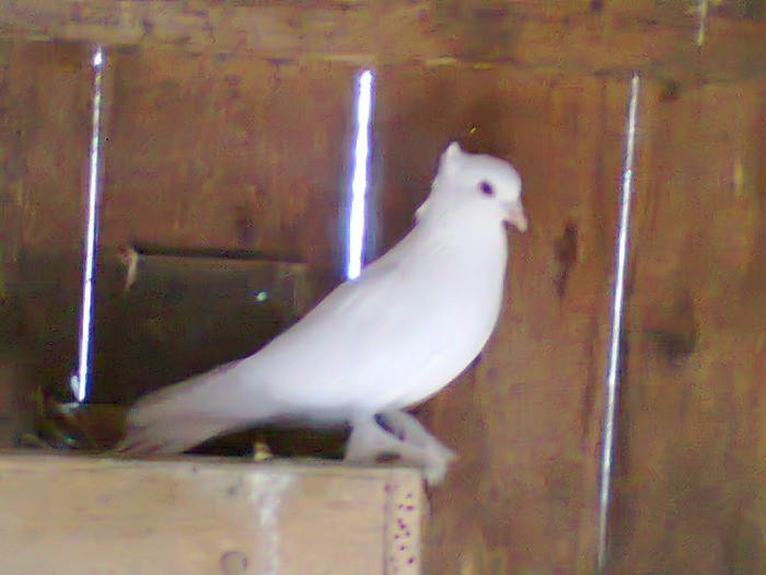 femela2 - porumbei incaltati 2011