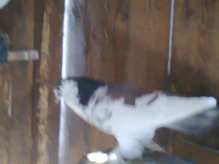 mascul1 - porumbei incaltati 2011