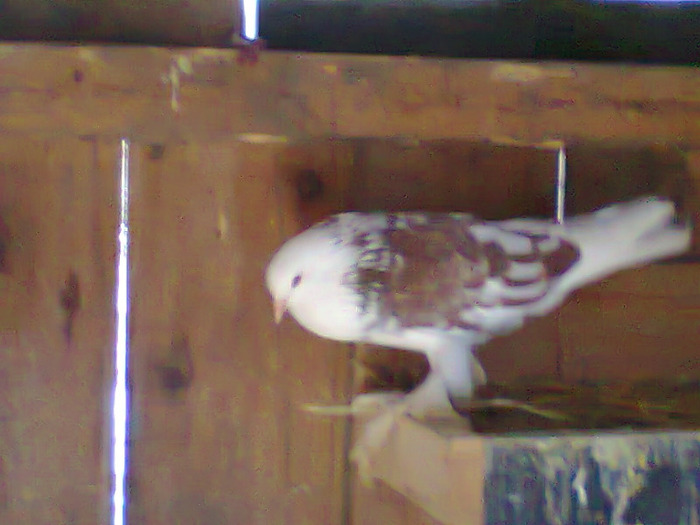 mascul2 - porumbei incaltati 2011