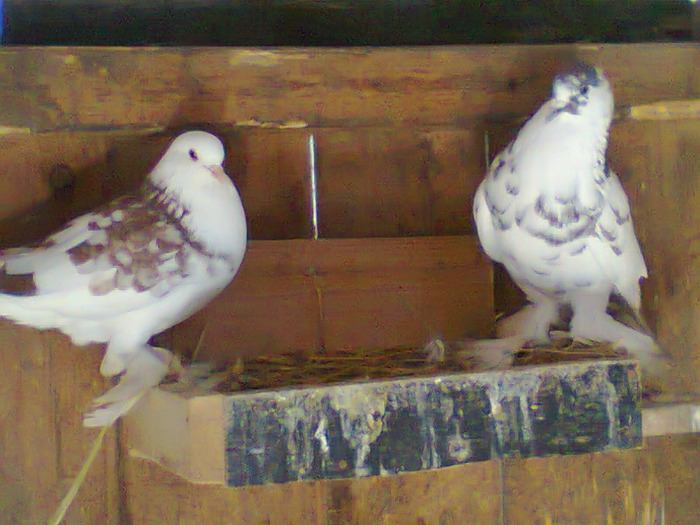 masculi - porumbei incaltati 2011