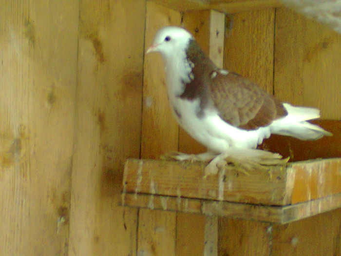 femela3 - porumbei incaltati 2011