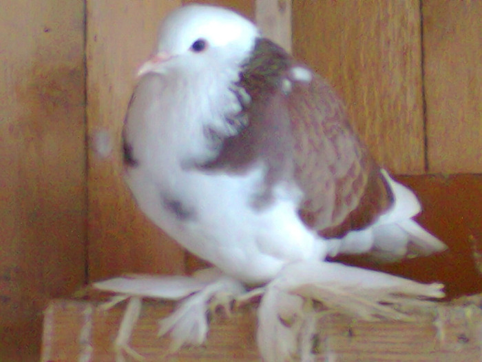 femela3 - porumbei incaltati 2011