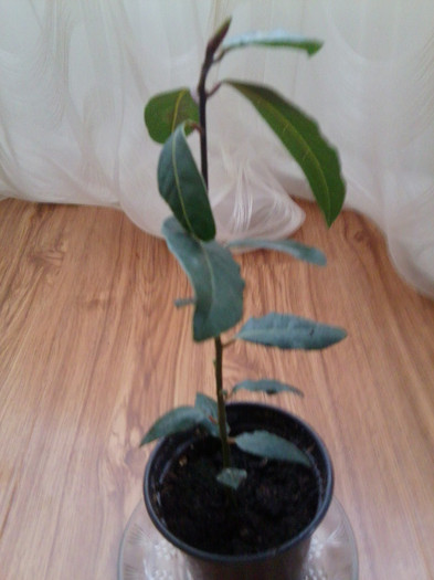 dafin - floricele-2012