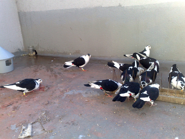 porumbei afara - galateni pe negru