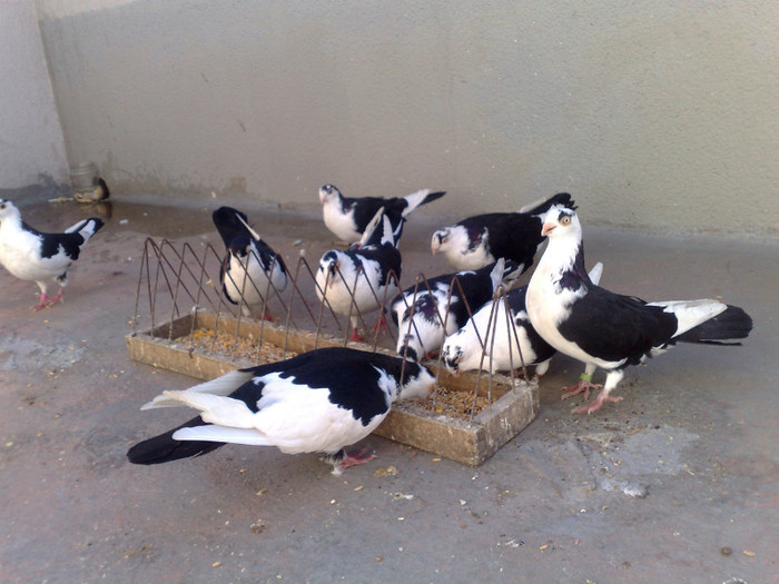 porumbei afara - galateni pe negru