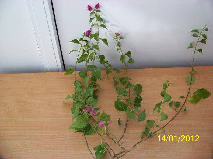 255_4220 - inmultire bouga si alte plante