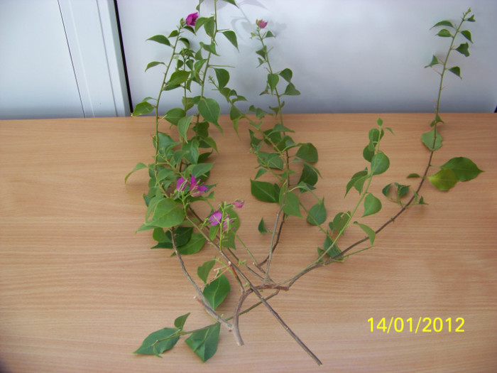 255_4222 - inmultire bouga si alte plante