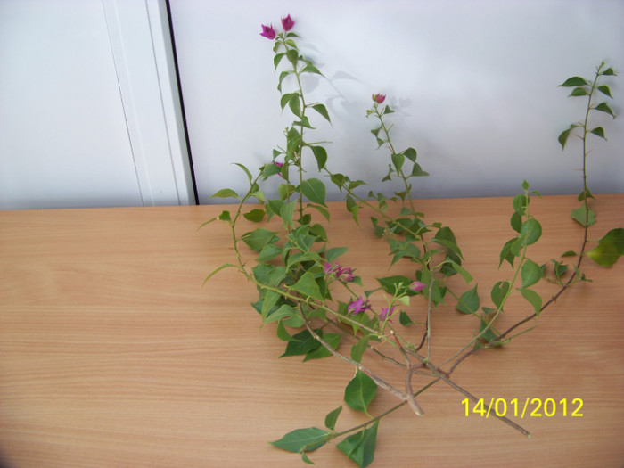 255_4223 - inmultire bouga si alte plante