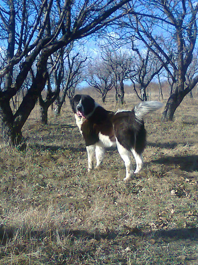 Photo0056 - CORA - Ciobanesc de bucovina