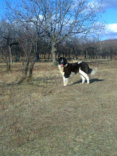 Photo0059 - CORA - Ciobanesc de bucovina