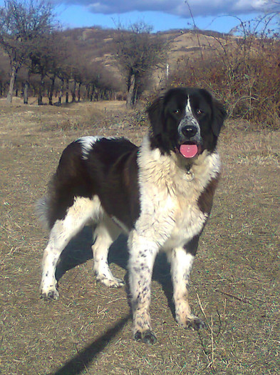 Photo0062 - CORA - Ciobanesc de bucovina