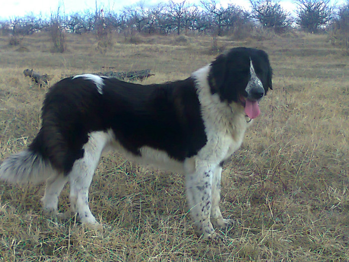 Photo0070 - CORA - Ciobanesc de bucovina