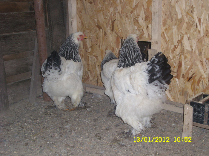 SL731556 - matca 2012-brahma harminat deschis