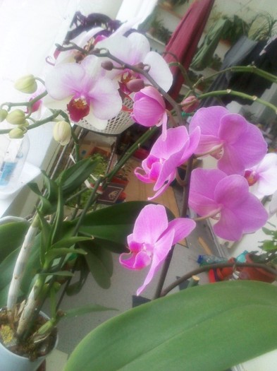 P120114011 - orhidee 2012