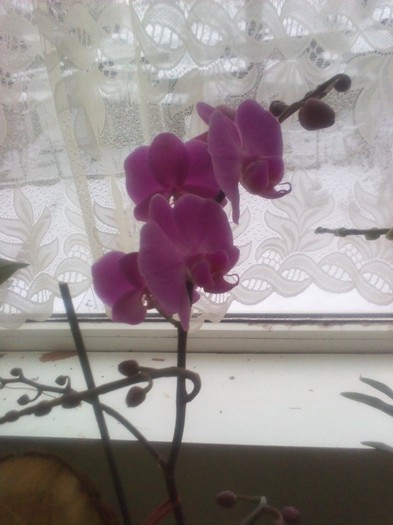 P120114014 - orhidee 2012