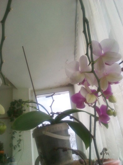 P120114018 - orhidee 2012