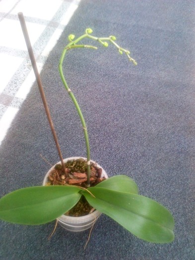 P120114019 - orhidee 2012