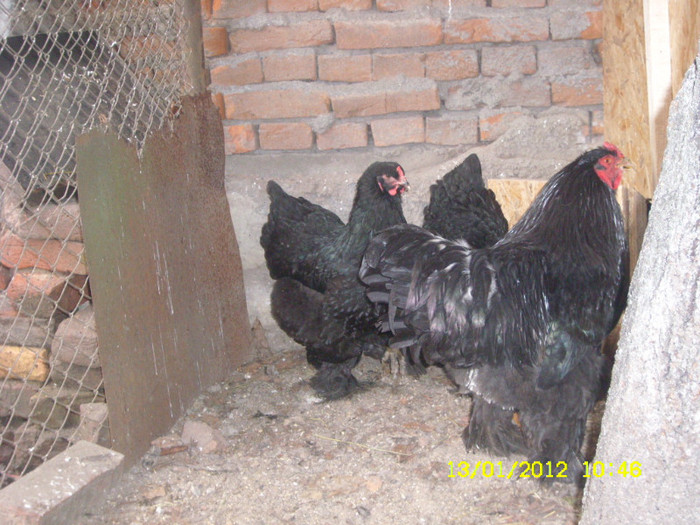 SL731550 - matca 2012-brahma negru