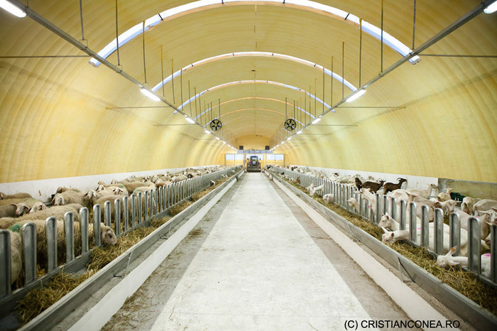 ferma de capre Craiova-Romania