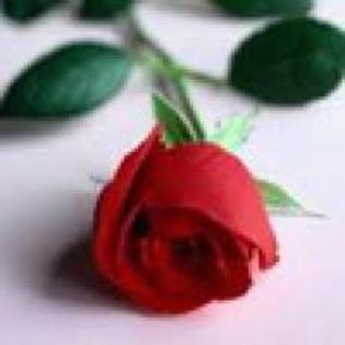 trandafir - Flori frumoase