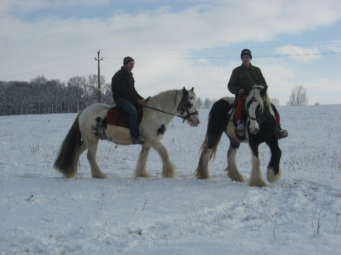 PERECHE GYPSY VANNER