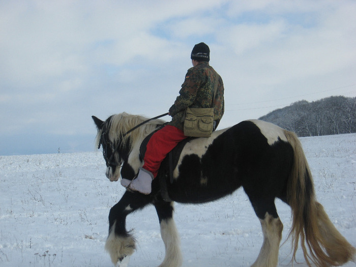 PERECHE GYPSY VANNER