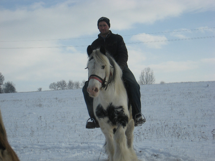 ARMASAR GYPSY VANNER