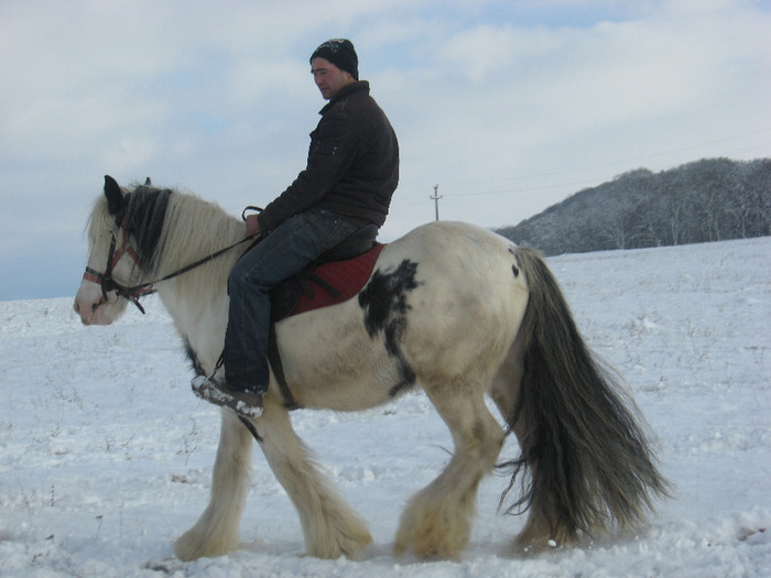 ARMASAR GYPSY VANNER - VANZARI CAI