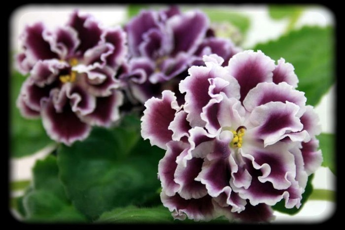 RS - Gercoginia