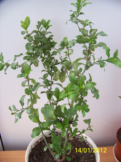 257_4255 - plumbago