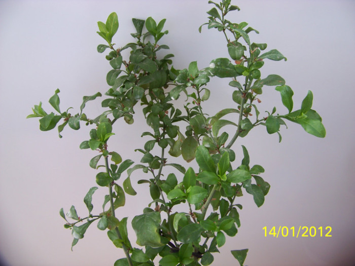 257_4256 - plumbago
