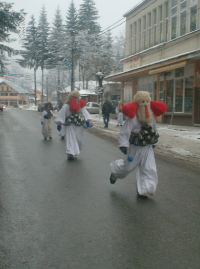 brondosi 2011 (57) - brondosi 2011