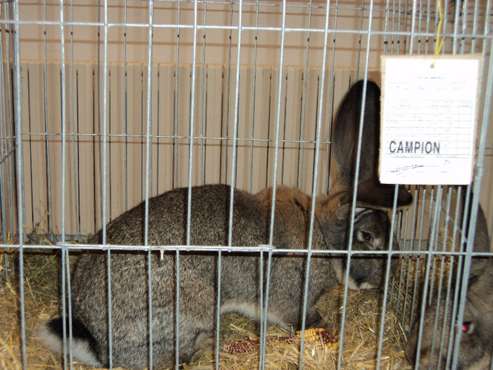 DSC03561 - EXPOZITIA JUDETEANA CONSTANTA