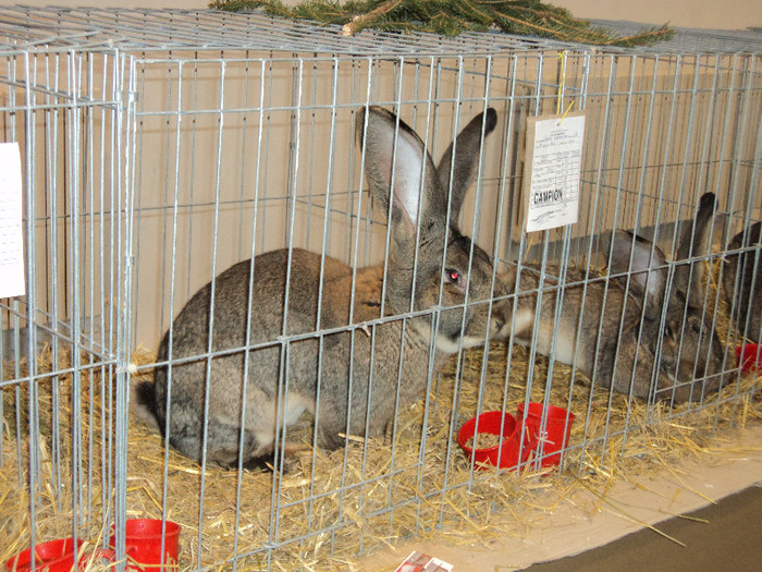 CAMPIONUL MEU 97 DE PUNCTE