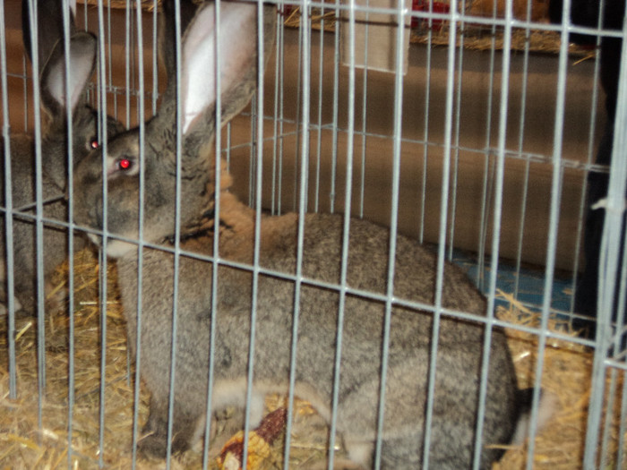 CAMPIONUL MEU 97 DE PUNCTE