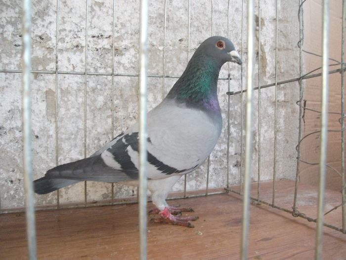 M 2010 - Voiajori - DE VANZARE