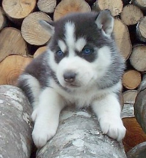 husky_8_a_1 - huschi