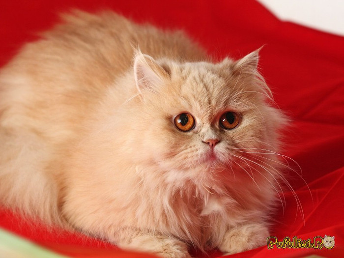 poze-cu-pisici-persane-102710225156 - poze cu pisici