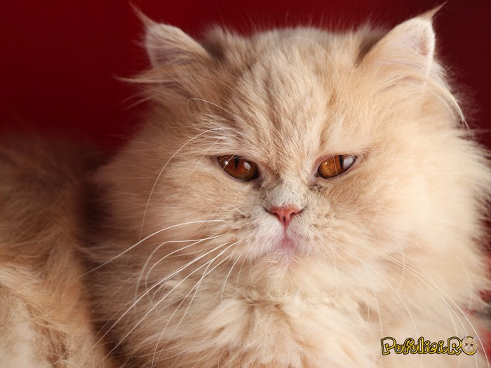 poze-cu-pisici-persane-102710225244 - poze cu pisici