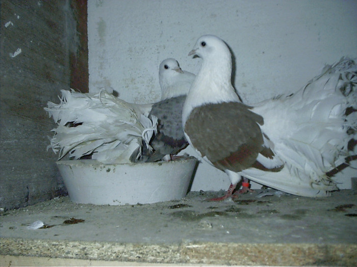 alta laptie cu  bragagiu