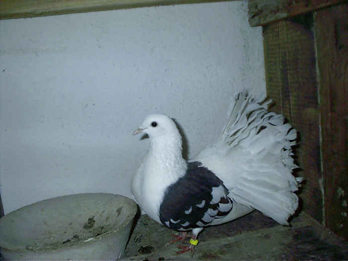 feemela din  negru  si  albastra