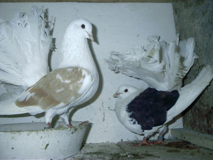 galben  cu neagra  pereche