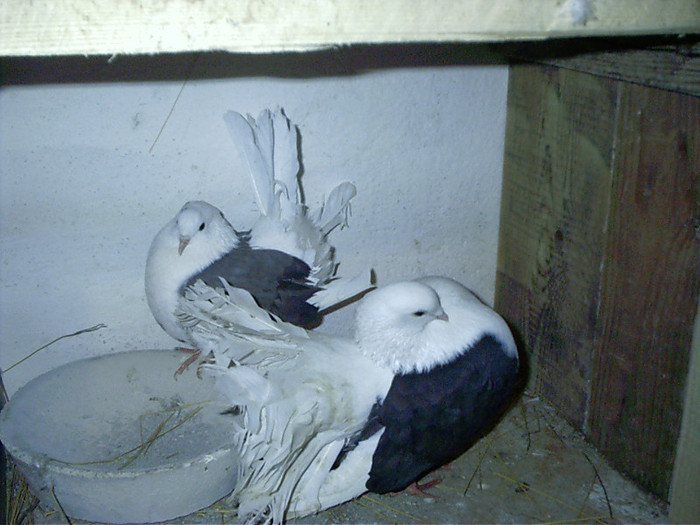 albastra  si negru  pereche