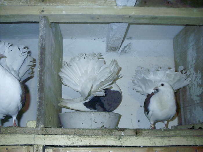 mascul albastru femela  rosie