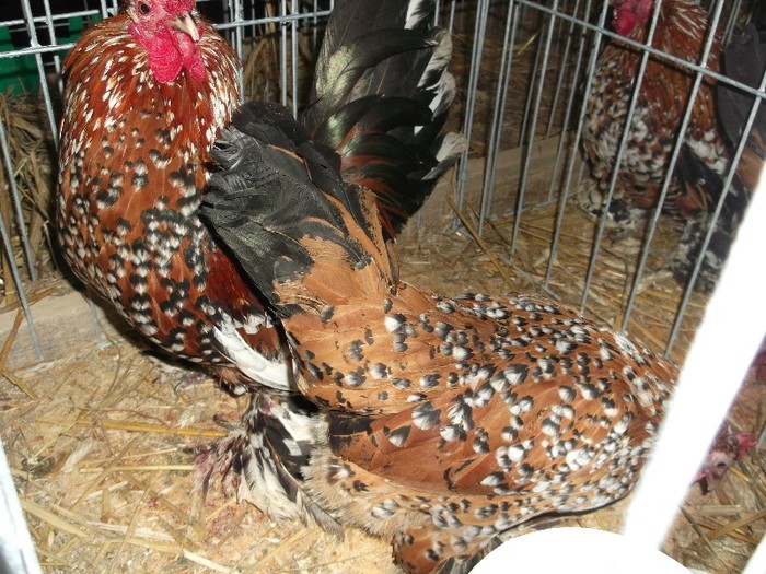 Picture 3692 - EXPOZITIA NATIONALA SIGHISOARA 2012