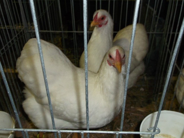 Picture 3693 - EXPOZITIA NATIONALA SIGHISOARA 2012