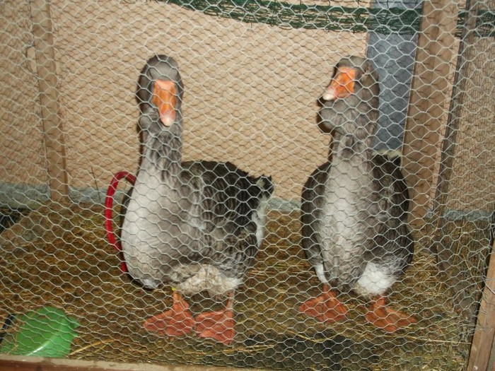 GASTE DE........FICAT(pentru)