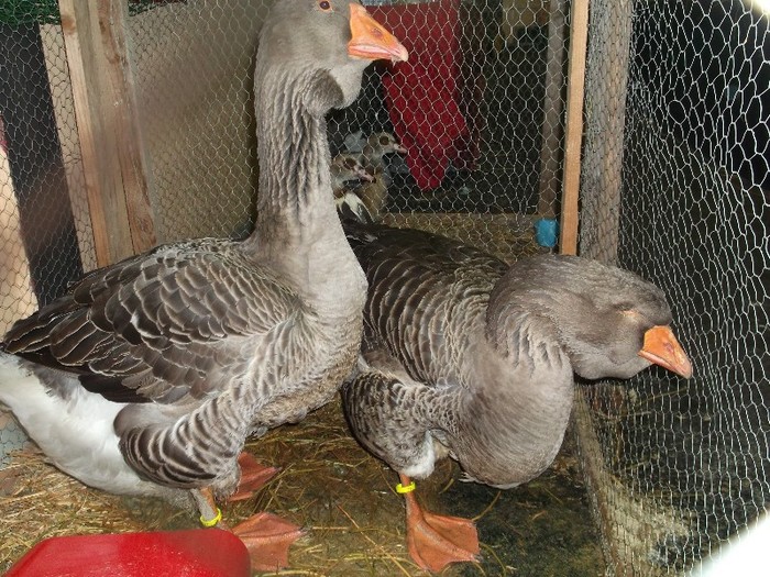 ALINA A PIERDUT OCAZIA